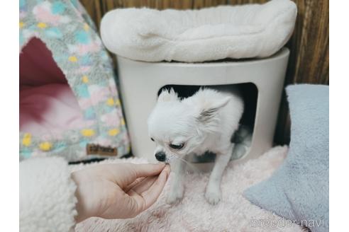成約済の兵庫県のチワワ(ロングコート)-157036の4枚目